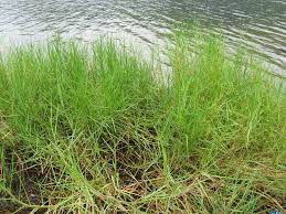 Image result for Paspalum vaginatum