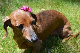 Top Knot Dog Bow Tutorial Bow Making Tutorials How To Make Hair Bows Bowdabra Blog