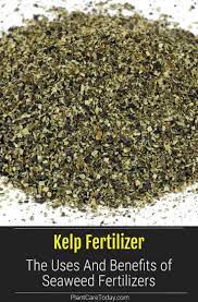 Kelp Fertilizer The Uses And Benefits Of Kelp Meal Organic Recipes Organic Remedy Kelp Meal