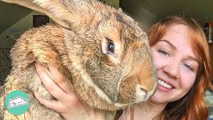 Shearing a Giant Angora rabbit