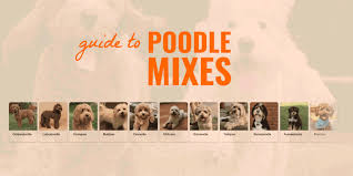 Discover twenty different poodle mixes in this complete guide to doodle dogs. Poodle Mixes Guide Sizes Shedding Faq List Of Poodle Crossbreeds