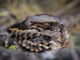 Image result for Pasaccardoa procumbens