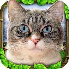 download stray cat simulator apk http apkgamescrak com stray cat simulator cat simulator stray cat cats