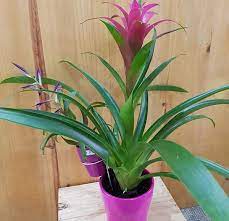 Il existe une importante diversité de plantes fleuries qui égayeront votre découvrez notre sélection de plantes fleuries d'intérieur sur notre jardinerie en ligne ! Plante Fleurie Rose Guzmania Decorative Bar A Fleurs Montalieu