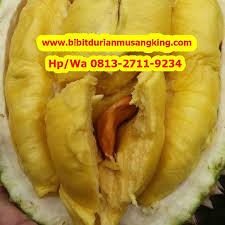 Asal usul durian musang king pastinya sangat dicari karena mempunyai daging yang cukup tebal dan tergolong manis. Bibit Durian Unggul Bojonegoro Spesial Hp Wa 0813 2711 9234