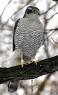Image of Which is the state bird of Punjab?