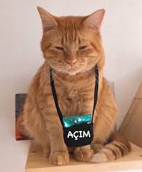 5 Begenme 1 Yorum Instagram Da Youhittv Youhittv Yanlis Anlamayin Dilenci Degilim Sadece Mama Parasi Catsofinstagram Cat You 2020 Instagram Cati Manti