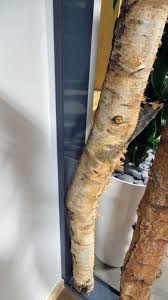 Birch Branches For Sale Uk Birch Tree Trunk Screen Custom Frame Decorative Birch Branches Trees Logs Birch Tree Custom Framing Tree Trunk