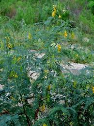 Maybe you would like to learn more about one of these? Help To Identify Shrub With Feathery Leaves And Yellow Flowers We Saw It T Flowers Forums