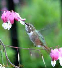 Hummingbird Feeding Bleeding Hearts Bleeding Heart Bleeding Hearts Bleeding Heart Plant
