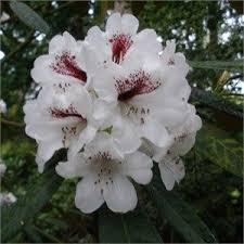 Rhododendron Galactinum May Garden Rhododendron Garden