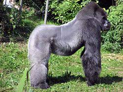 Gorilla New World Encyclopedia