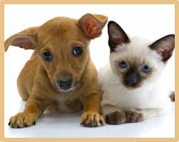 Download in under 30 seconds. Puppy Kitten Care Chillicothe Oh Tharp Animal Health Care Center