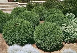 Buxus species are generally hardy plants. Pin On House