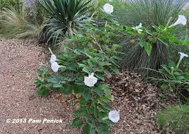 A member of the notorious nightshade family, its more famous cousins include tomato, eggplant, pepper, tobacco, and potato. Devilishly Beautiful Datura Digging
