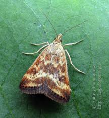 Image result for Pyrausta aerealis