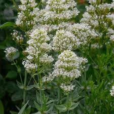 Image result for Centranthus
