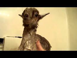 They dont like it too well but during the hot weather they would appreciate it. Baby Goat Is Not Happy About Getting His First Bath