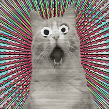 Cannot Cat Gifs Get The Best Gif On Giphy
