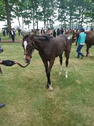 Dmmバヌーシー シュガーハートの2017の特徴や血統を解説 競馬中毒者の祭典