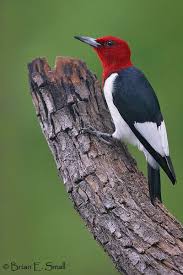 Brian E Small Bird Photography Redheaded Woodpecker Bird Photography Beautiful Birds Backyard Birds