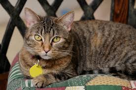 Some communities sponsor websites specifically designed for lost/missing pets. Lost And Found Cats Petfinder