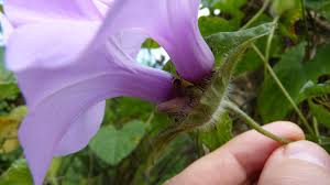 Image result for Ipomoea involucrata