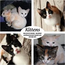4,886 likes · 411 talking about this · 167 were here. Pro Life Pet Rescue Pro Life Pet Twitter