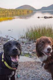 Why Pet Friendly Bar Harbor Maine Was Our Dogs Favorite Destination Follow Your Detour Dog Friendly Vacation Best Places To Camp Acadia National Park Camping