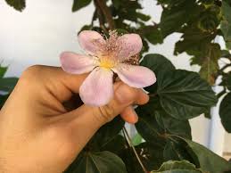 Image result for Bixa