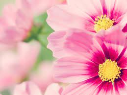 20 خلفية زهور رائعة عالية الدقة مجانا مداد الجليد beautiful flowers wallpapers pink flowers wallpaper wallpaper nature flowers