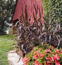 Image result for Millettia psilopetala