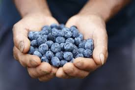 Improve Your Memory And Protect Your Heart With This Delicious Berry Even When They Re Not In Sea Benefits Of Organic Food Organic Recipes Organic Blueberries