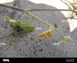 Image result for Ampelocissus africana