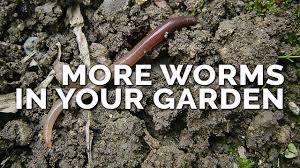 Check spelling or type a new query. How To Attract More Earthworms To Your Garden Why They Matter Youtube