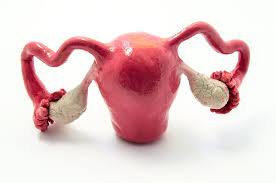 Female body internal organs chart with labels on white background. Female Anatomy 101 A Guide To Your Organs Advanced Gynecology