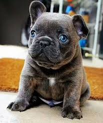 Check spelling or type a new query. Gray French Bulldog Puppy With Blue Eyes Crazypurplemama