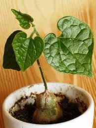 Image result for Pyrenacantha