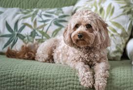 Cavapoo Guide Temperament Grooming Puppy Pictures Pawleaks