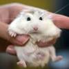 Apr 28, 2021 · hamster cages and supplies. 3