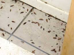 This should always be your first step when it comes to pests. How To Get Rid Of Roaches Diy Extermination Dengarden