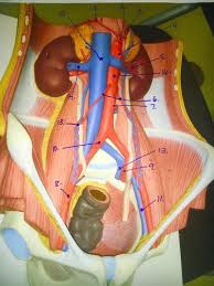 Label the artery and vein structures. Abdominopelvic Model Arteries Veins Flashcards Quizlet