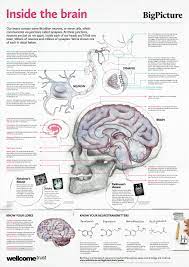 They may print a schedule alone. Free Anatomy Posters Download Anatomical Poster