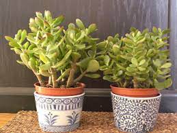 Likes it sunny and can be grown in a regular cacti mix. The Most Common Indoor Cacti And Succulents World Of Succulents Jade Plants Indoor Cactus Feng Shui Plants