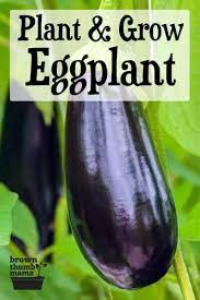 Simply peel your eggplant and cut it into thin squares or rectangles about 2 inches long. How To Grow Eggplant Brown Thumb Mama
