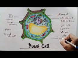 Plant cell diagram with name. How To Draw Diagram Of Plant Cell Step By Step For Beginners Youtube