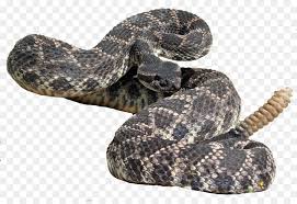 Snake Cartoon Png Download 2316 1572 Free Transparent Eastern Diamondback Rattlesnake Png Download Cleanpng Kisspng Carving a red bellied black snake and ermine walking stick. eastern diamondback rattlesnake