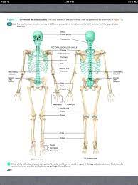 Principles Of Anatomy And Physiology Chapter 7 The Skeletal System The Axial Skeleton 3 Book Anatomy And Physiology Printable Worksheets Biology Worksheet