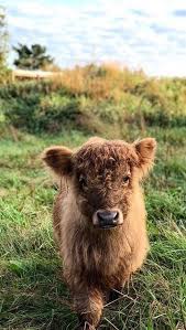 Photo Cute Animals Silly Animals Animal Mashups Animal Printables Majestic Animals Animals And Pets Funny Hilarious Animal Fluffy Cows Baby Cows Cute Baby Cow