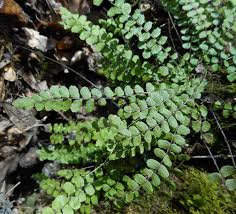 Image result for Asplenium goetzei